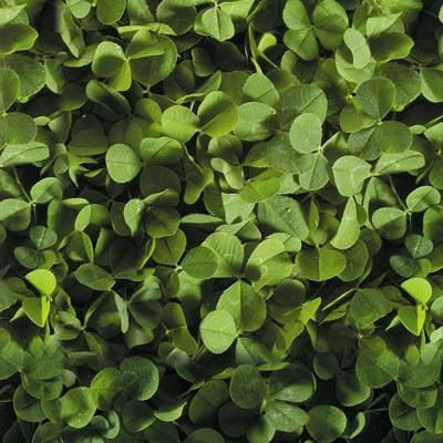trebol-enano1