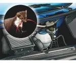 Repelente De Roedores 250Ml Wurth-1760614691716
