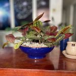 Macetero 32Cm Bowl Bajo Azul Imperial Mestiza-1763560395206