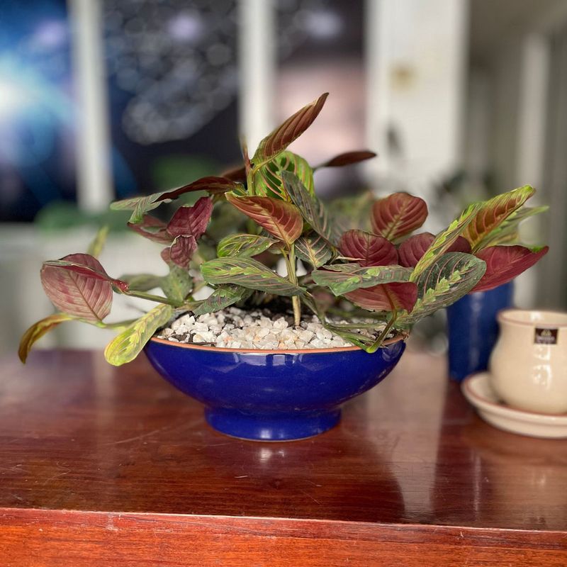 Macetero 32Cm Bowl Bajo Azul Imperial Mestiza-1763560395206